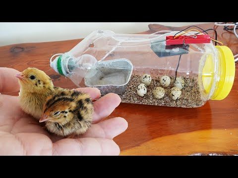Homemade baby chick water feeder