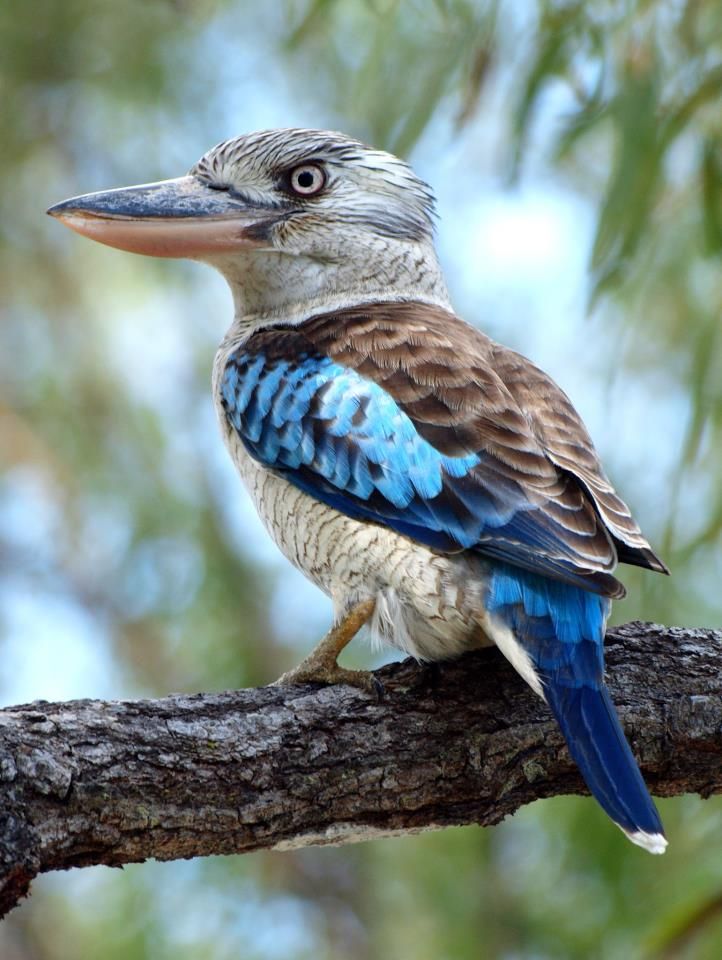 Baby kookaburra food