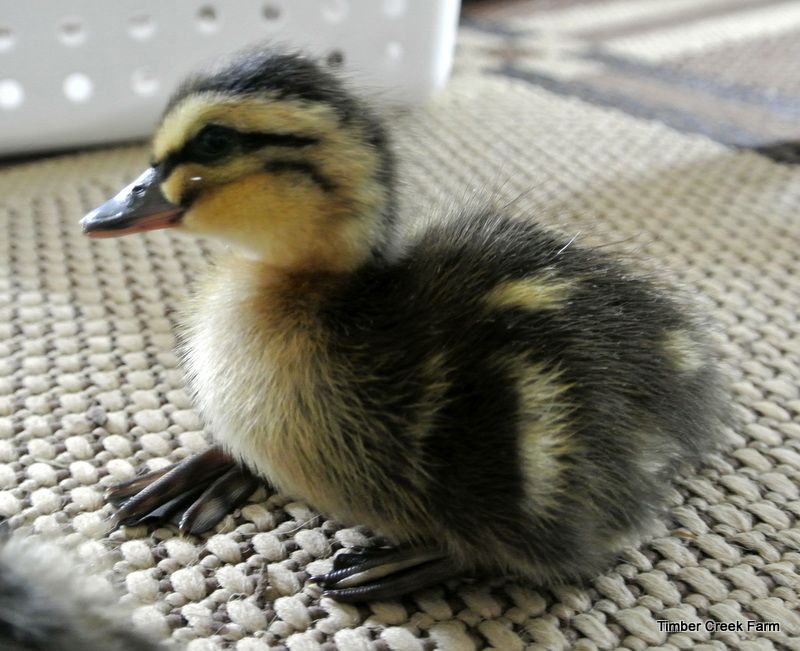 What can you feed baby chicks at home