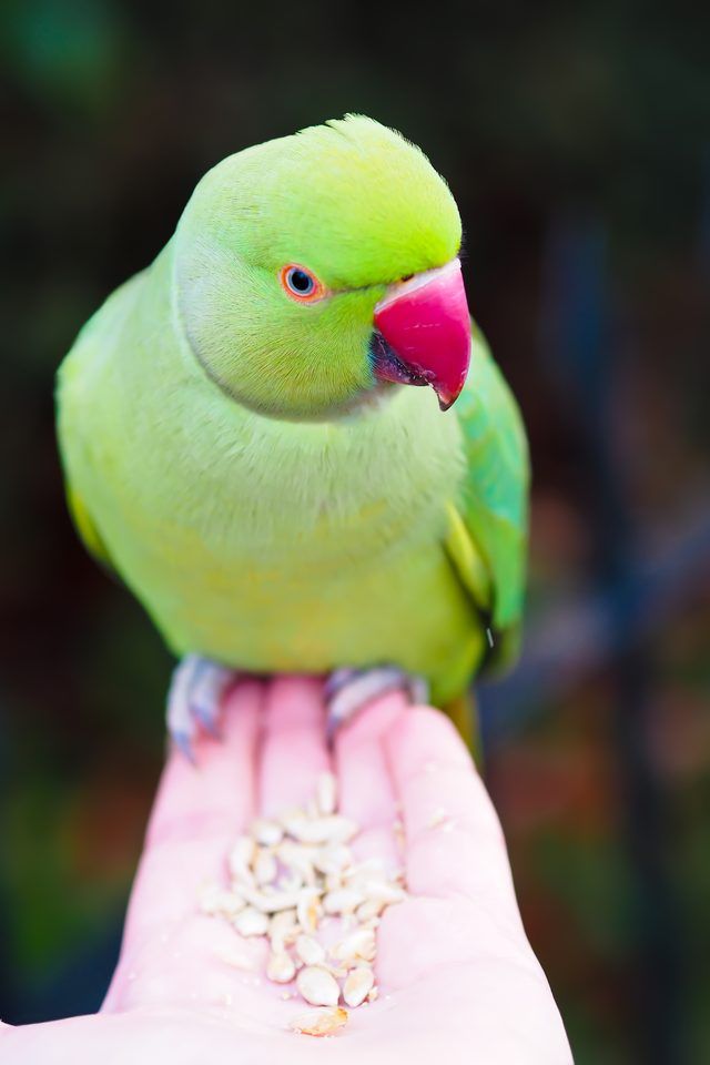 Baby parrot not eating food