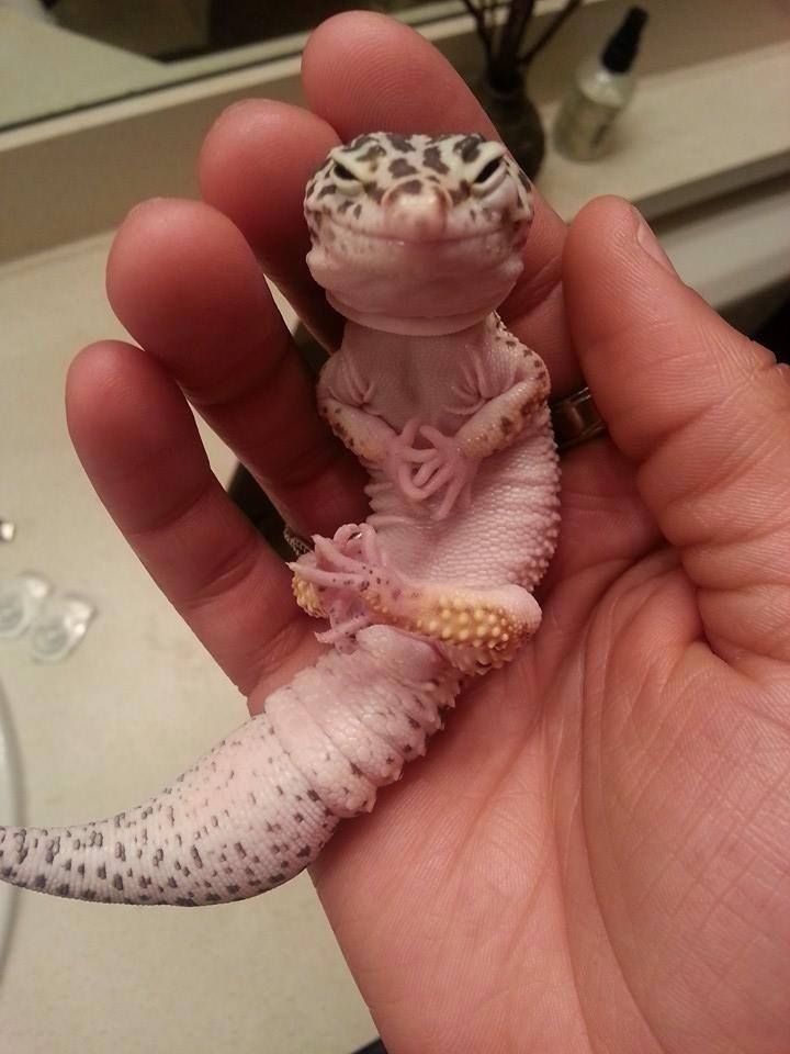 Baby leopard gecko feeding