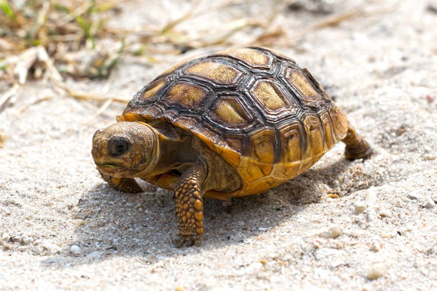 Feed baby turtle