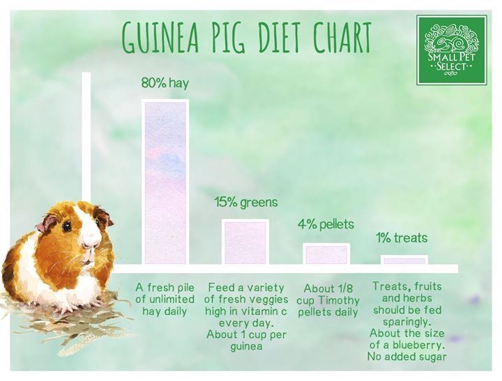 When can baby guinea pigs eat solid food