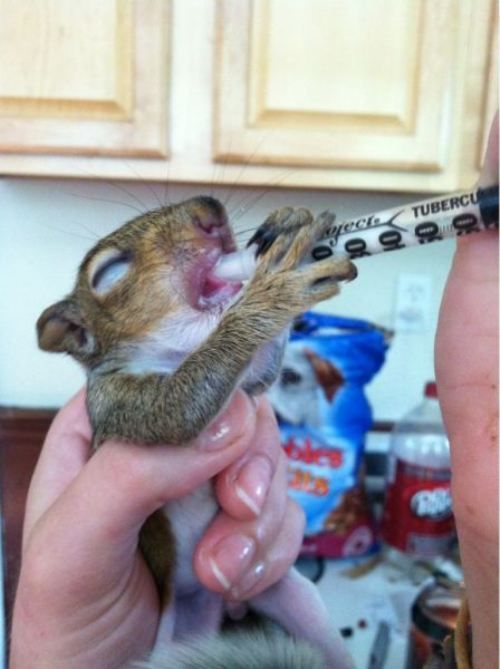 What to feed orphaned baby squirrels