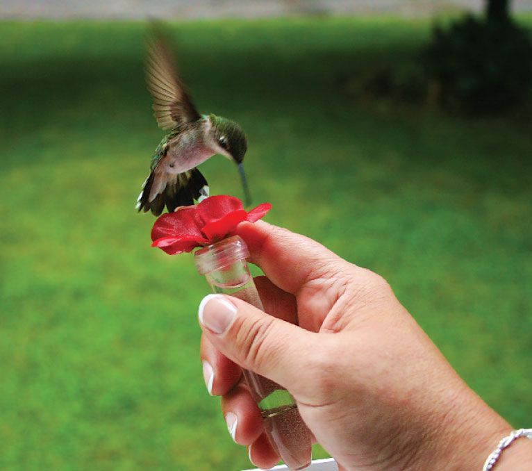 What do you feed baby hummingbirds