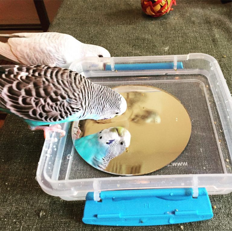 Homemade baby budgie food