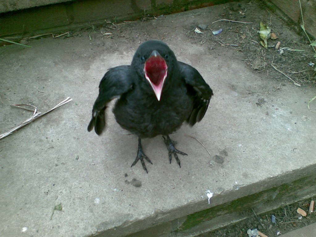 Feeding baby crows