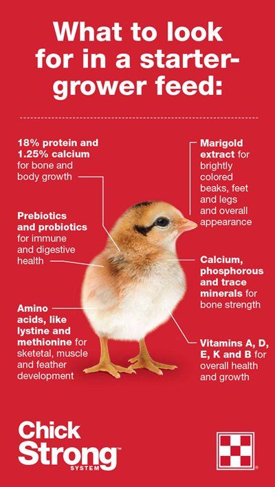 What to feed baby ducks and chicks