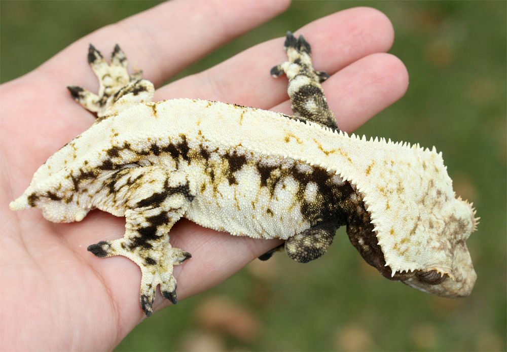 Baby crested gecko feeding schedule