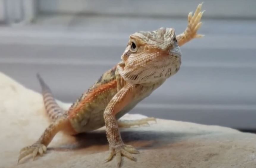 How often should you feed a baby bearded dragon