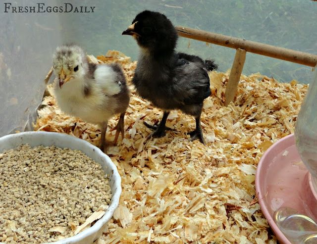 What can baby chickens eat besides feed