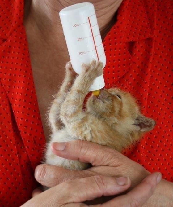 How often do you have to feed baby kittens