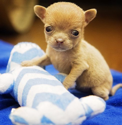 What to feed baby chihuahua puppies