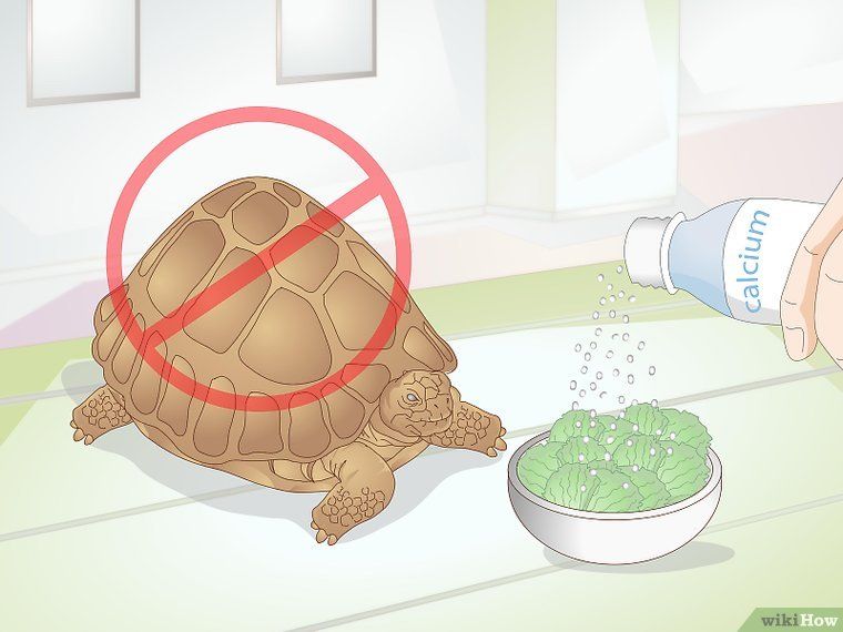 How much to feed a baby turtle