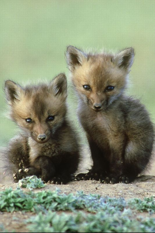What to feed baby fox cubs