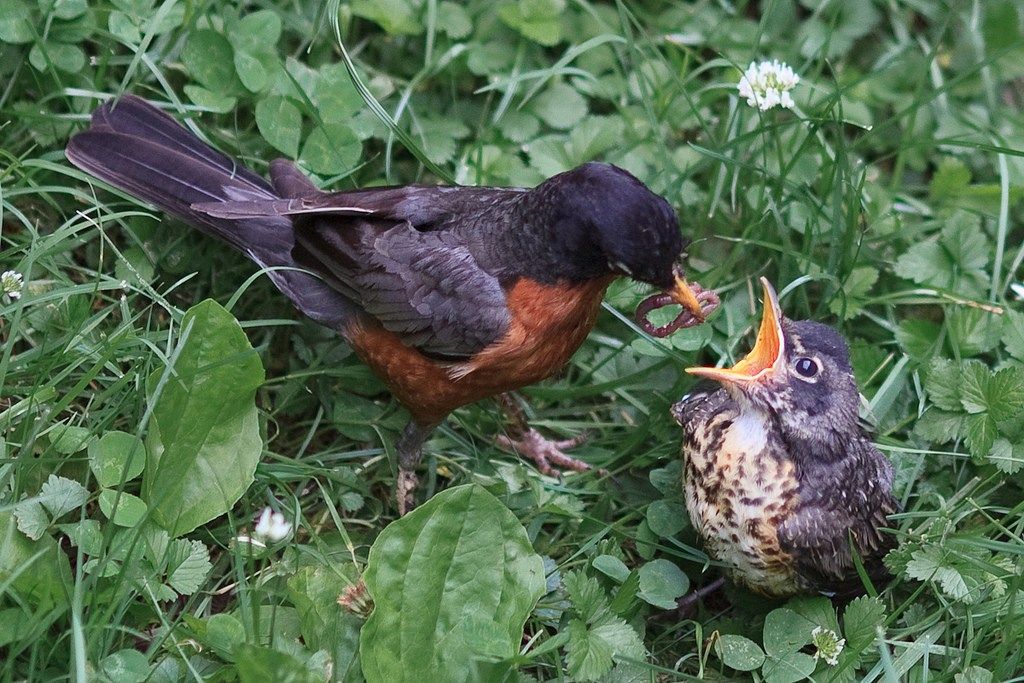 What to feed a baby bird fledgling