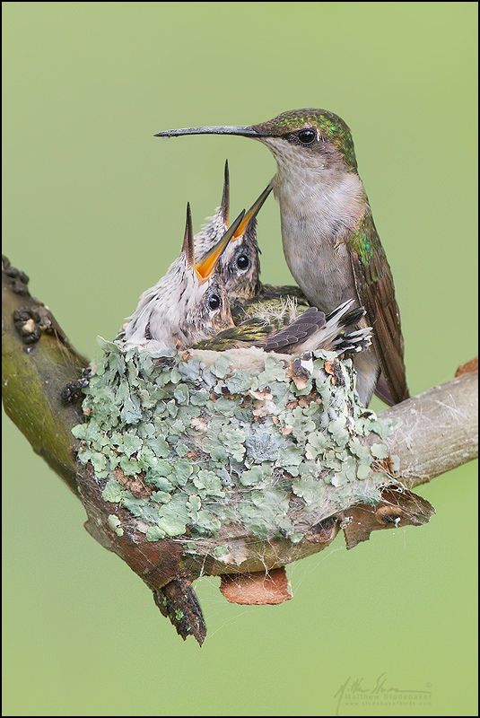 Hand feeding baby hummingbirds