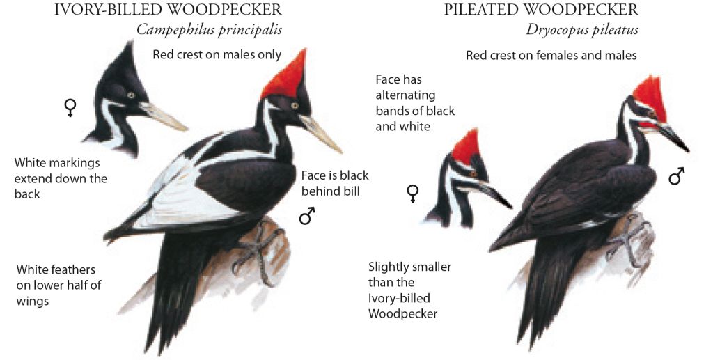 What to feed baby woodpecker