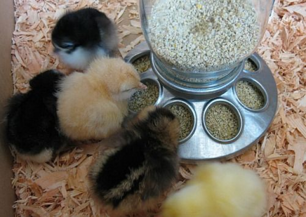 What can you feed baby chicks at home