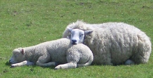 Feeding baby sheep