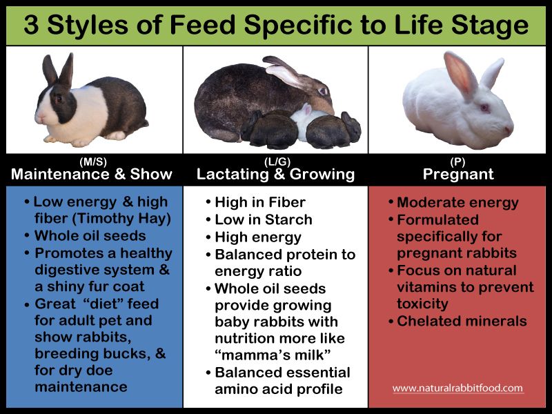 What to feed newborn wild baby rabbits