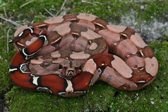 Baby red tail boa feeding