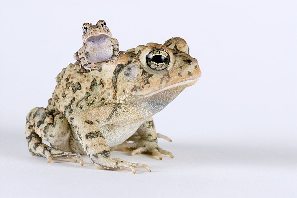 What to feed a baby toad