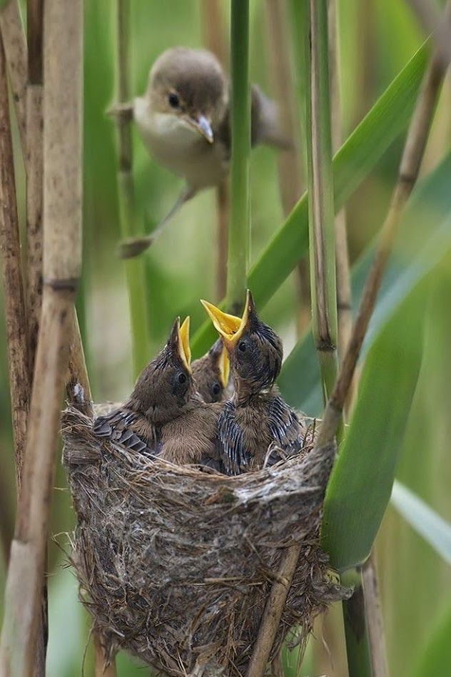 What do you feed baby birds that fell out of a nest