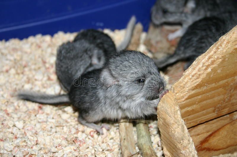 Feeding baby chinchillas