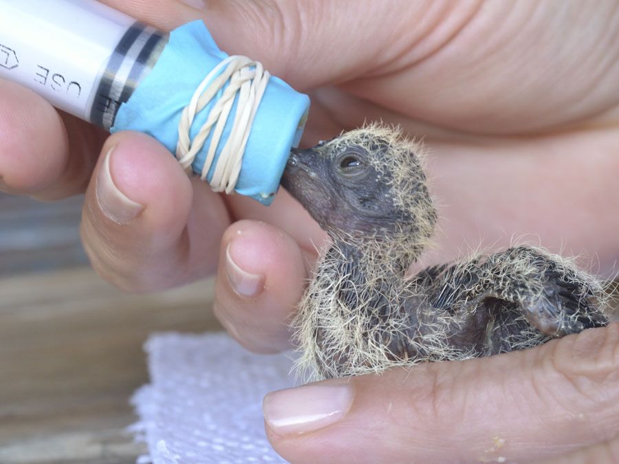 Feed baby wild bird