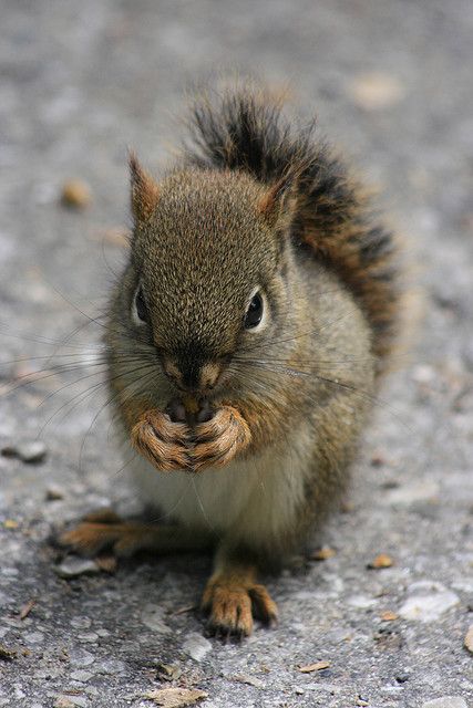 When to feed a baby squirrel