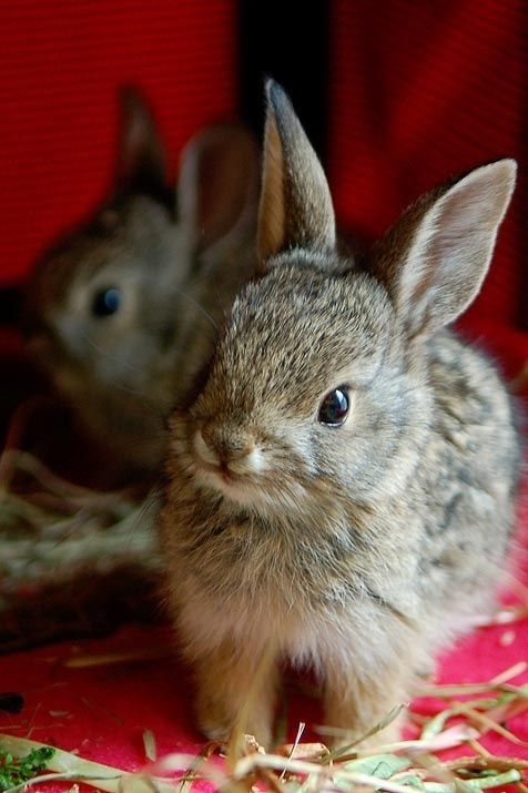 What to feed orphaned baby bunnies