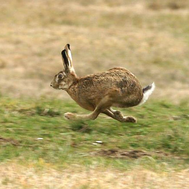 What to feed a wild baby hare