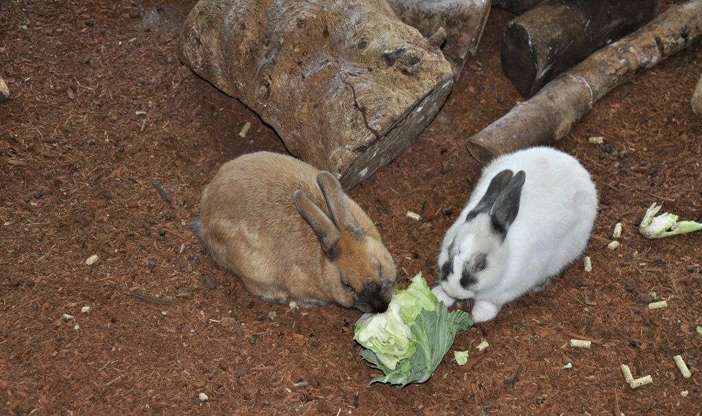 What to feed a abandoned baby bunny