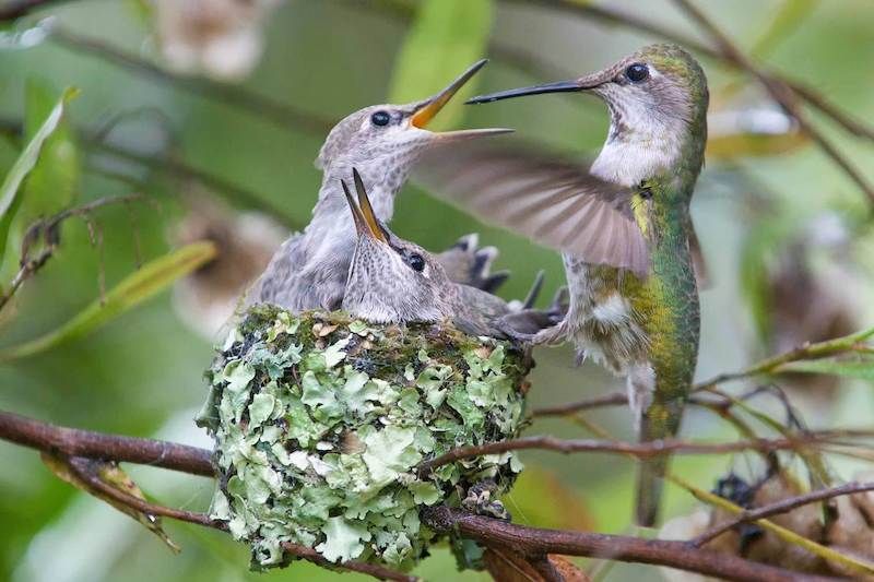 Do male hummingbirds feed babies