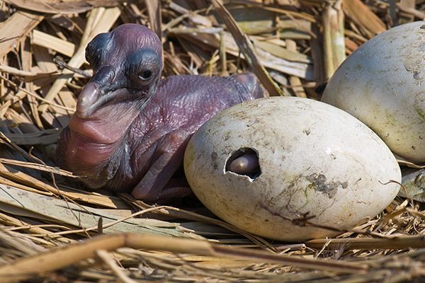 What to feed a baby bird fledgling