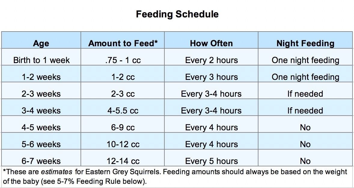 How Much Should A 3-Month-Old Eat? Feeding & Sleeping Guide – Woolino