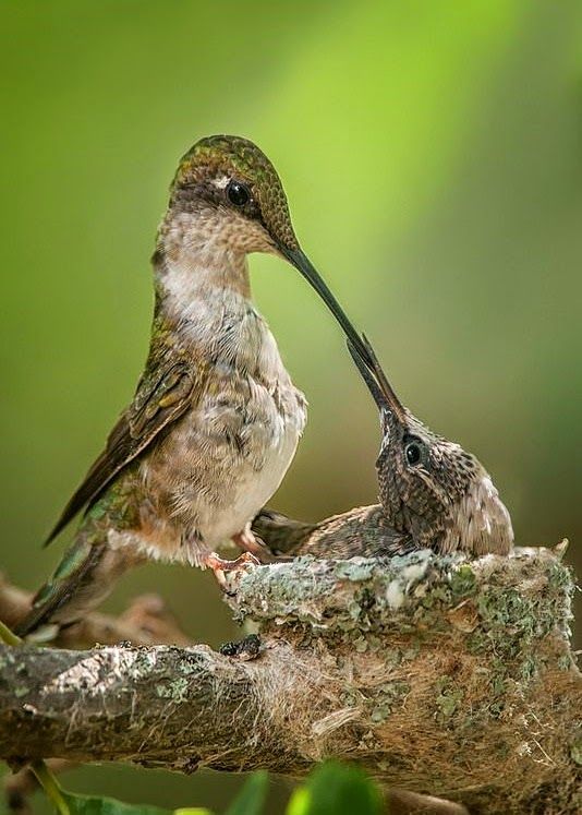 Hummingbird feeding babies video