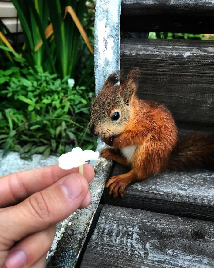 Baby squirrel care and feeding