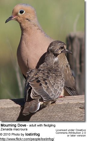 What do mourning doves feed their babies