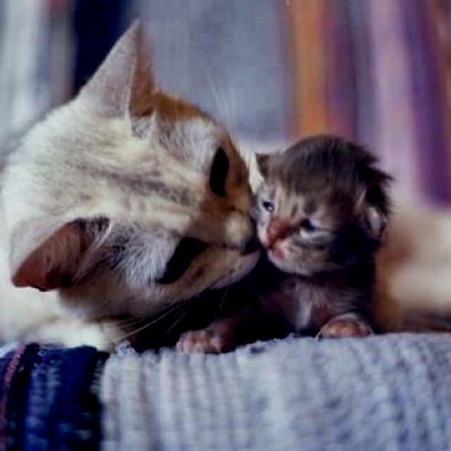 Feeding baby kittens without mom