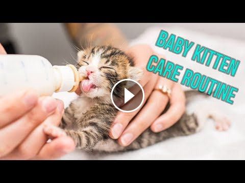 How often do you bottle feed a baby kitten