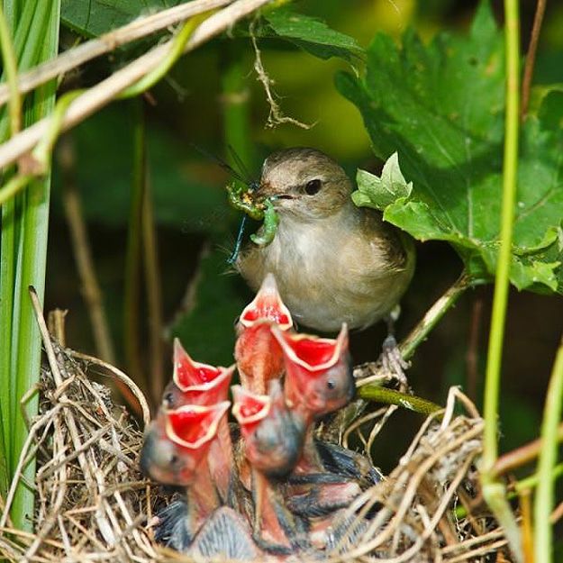 Finch baby bird feeding