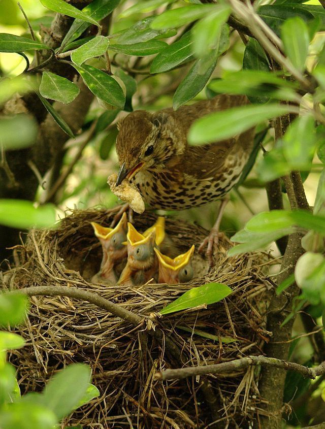 Feeding baby birds wild