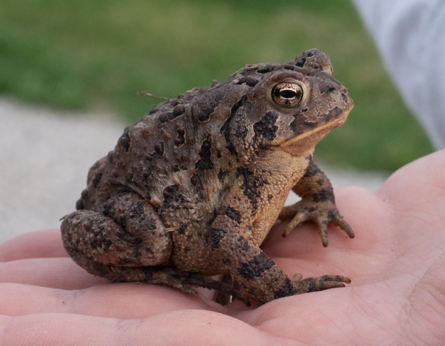 Feeding baby toads