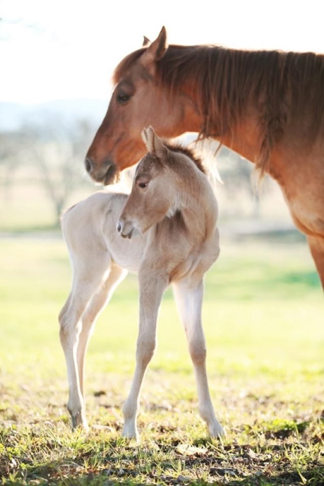 How do horses feed their babies