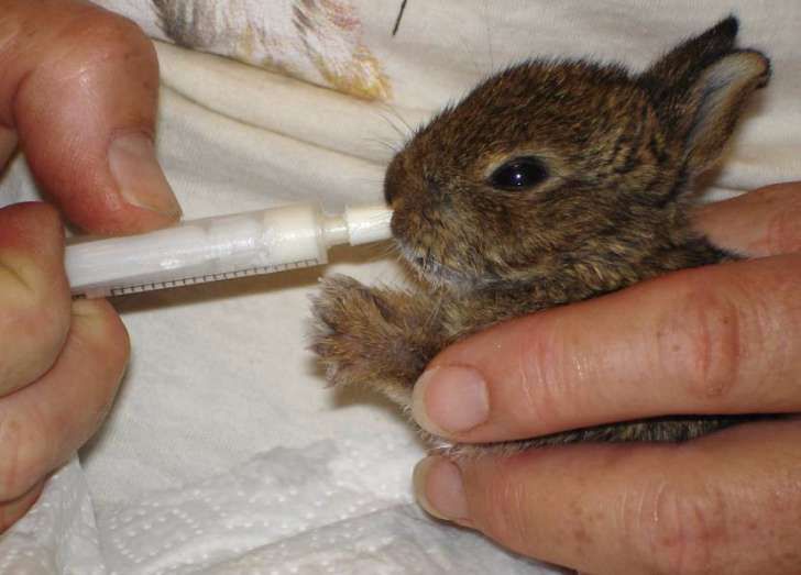 Bottle feeding wild baby rabbits