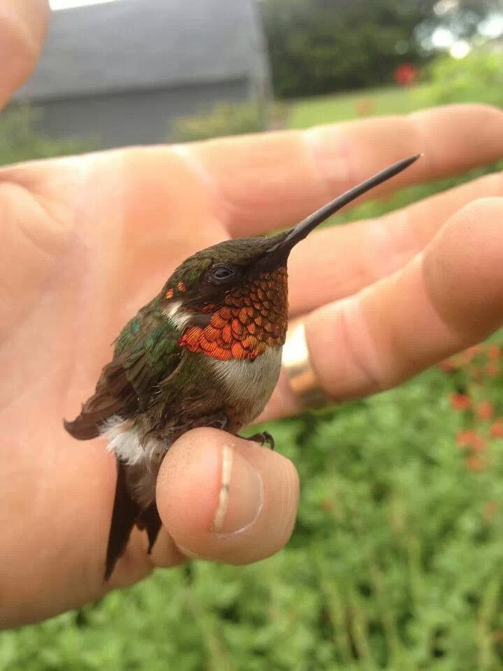 What to feed baby hummingbirds