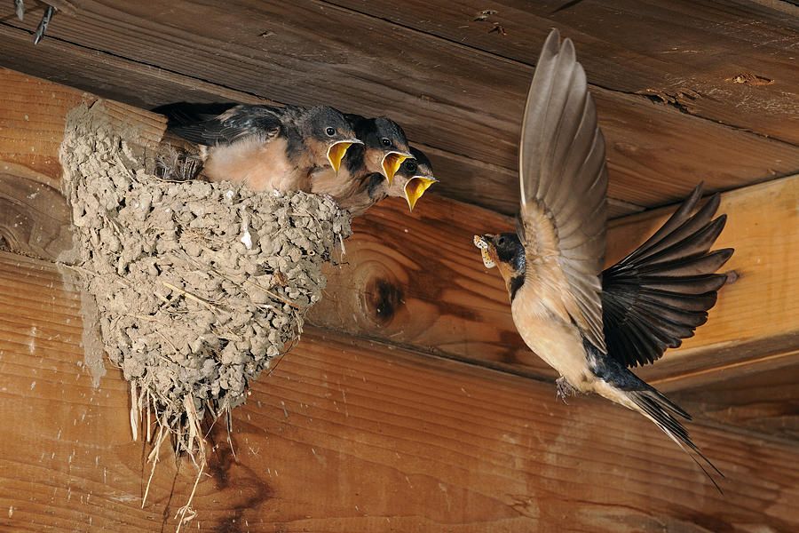 Hand feeding baby barn swallow