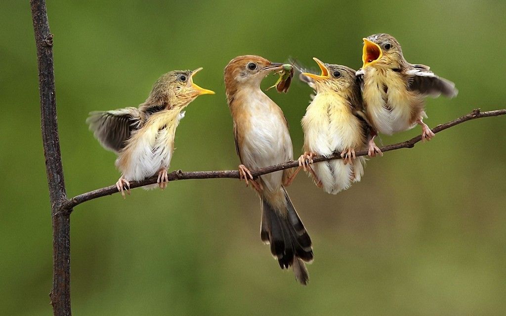 Feed baby birds without mother